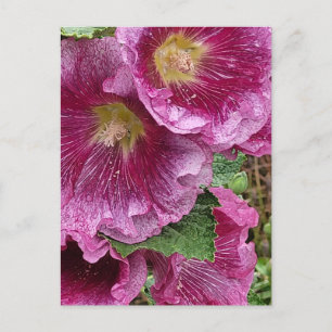 Carte Postale Hollyhock rose beauté