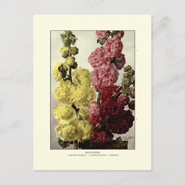 Carte Postale Hollyhocks (Devant)
