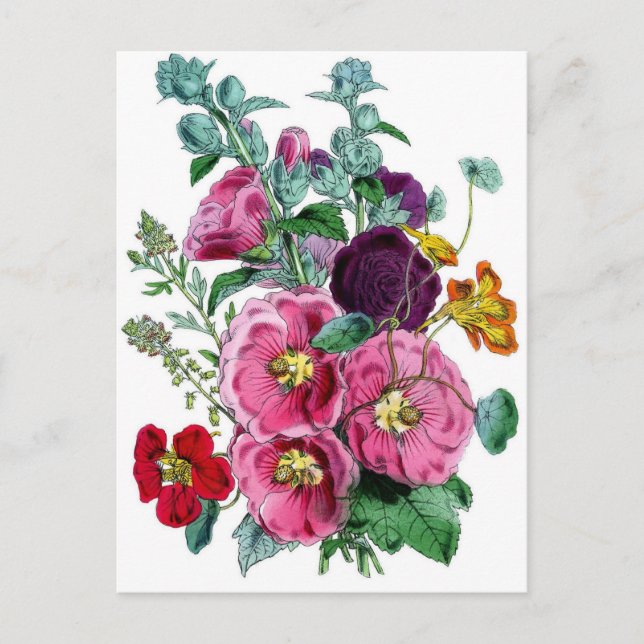 Carte Postale Hollyhocks botaniques vintages (Devant)