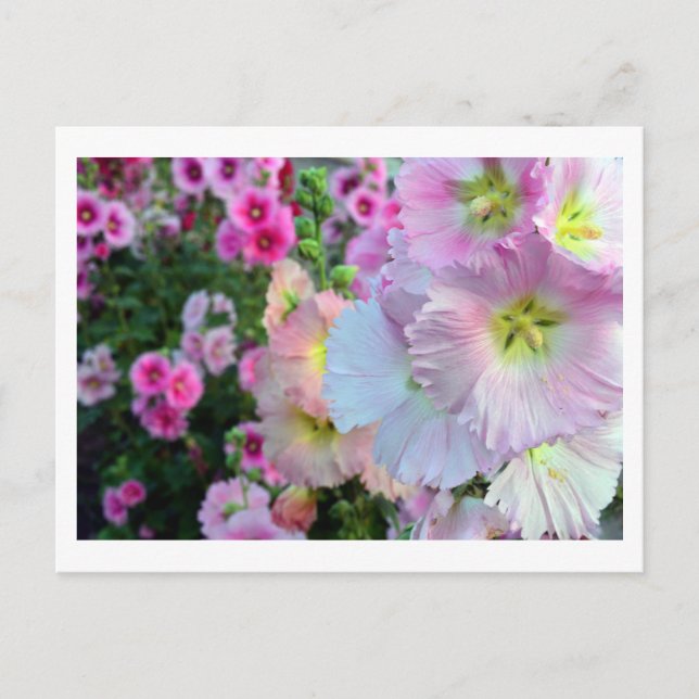 Carte Postale Hollyhocks : Japon (Devant)