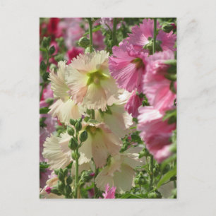 Carte Postale Hollyhocks : Japon