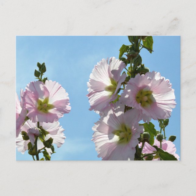 Carte Postale Hollyhocks : Japon (Devant)
