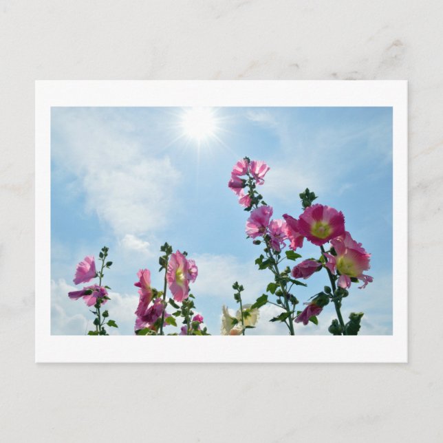 Carte Postale Hollyhocks : Japon (Devant)