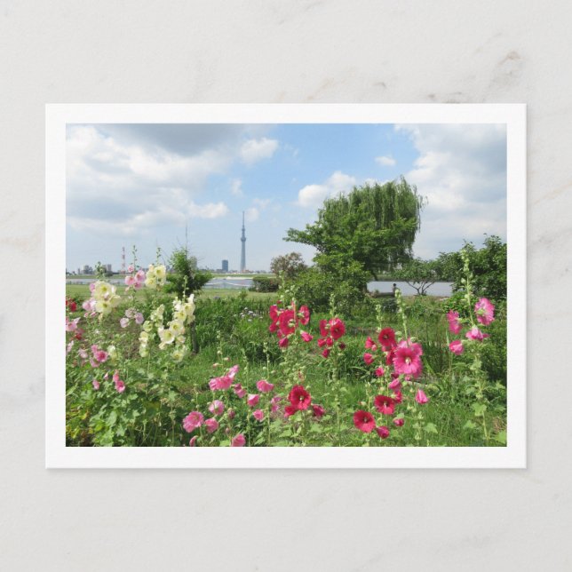 Carte Postale Hollyhocks: rivière Arakawa, Tokyo (Devant)