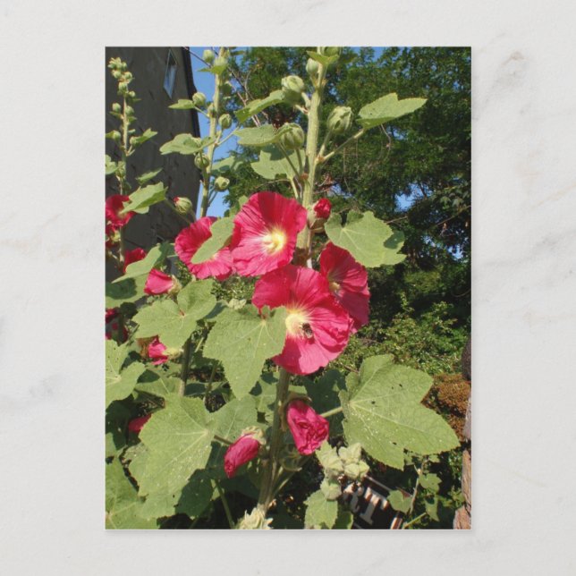 Carte Postale Hollyhocks roses (Devant)