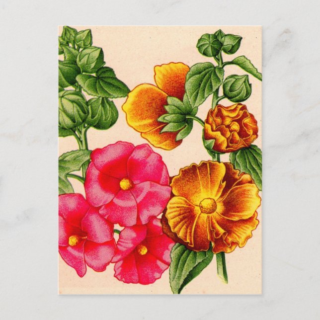 Carte Postale hollyhocs en rose et jaune (Devant)