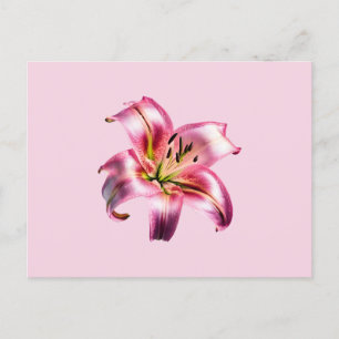 Carte Postale Holographique Iridescendant Rose Asiatique Lily