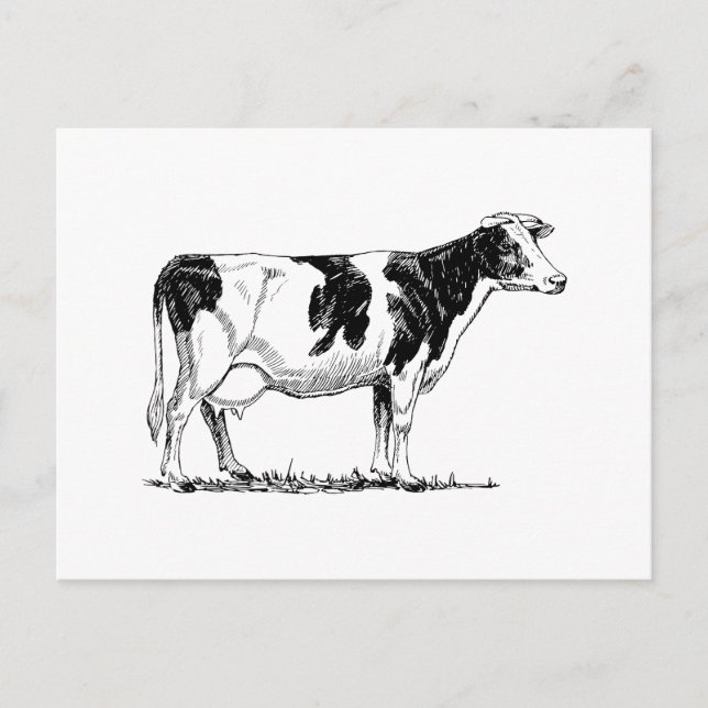 Carte Postale Holstein Cow (Devant)