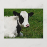 Carte postale Holstein Cow sur l'herbe