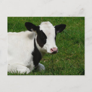 Carte postale Holstein Cow sur l'herbe