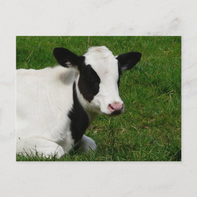 Carte postale Holstein Cow sur l'herbe (Devant)