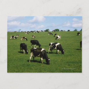 Carte Postale Holstein-Friesian, Irlande