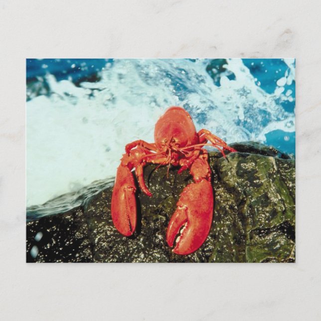 Carte Postale Homard (Devant)
