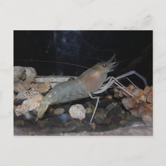 Carte Postale Homard épineux (Devant)