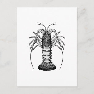 Carte Postale Homard épineux (Californie)