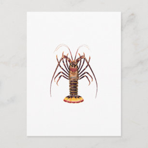 Carte Postale Homard épineux (Pacifique asiatique)