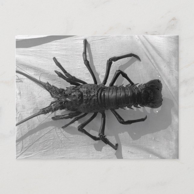 Carte Postale Homard noir et blanc Photographie (Devant)
