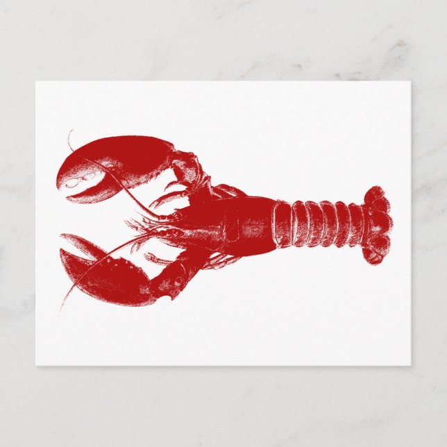 Carte Postale Homard rouge profond sur blanc (Devant)