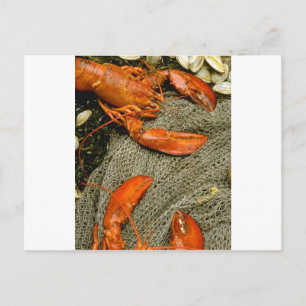 Carte Postale Homards