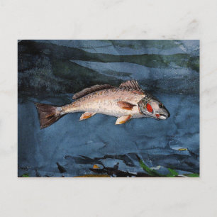 Carte Postale Homer - Channel Bass, Floride