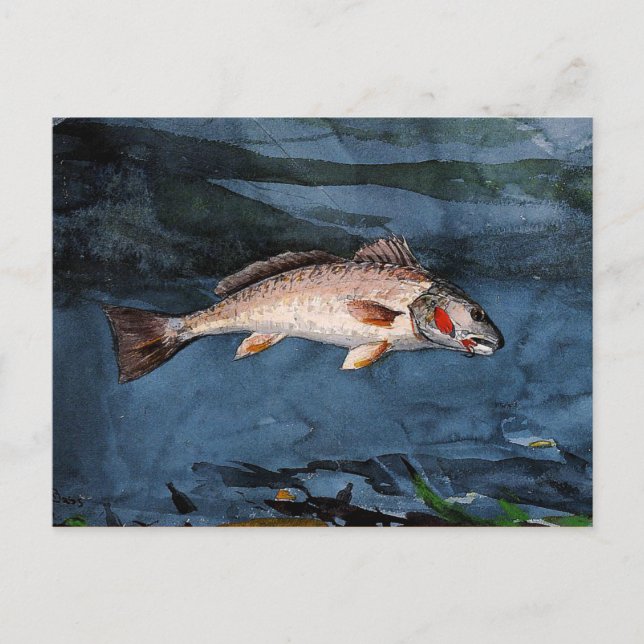 Carte Postale Homer - Channel Bass, Floride (Devant)