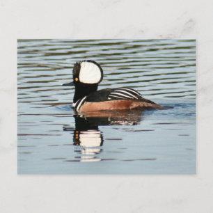 Carte postale Homme à capuchon Merganser Duck Phot