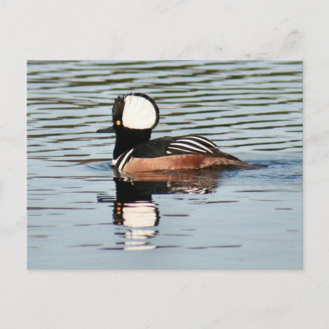 Carte postale Homme à capuchon Merganser Duck Phot (Devant)
