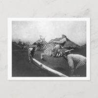 Homme à cheval Zebra Saut de clôture Photographie