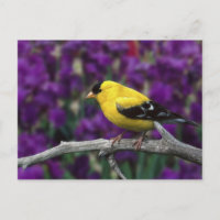 Homme, Américain Goldfinch en plumage d'été,