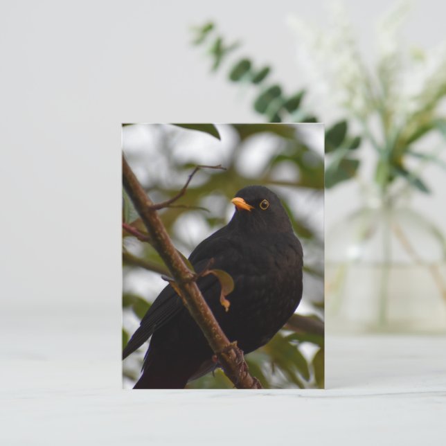 Carte Postale Homme Blackbird (Debout devant)