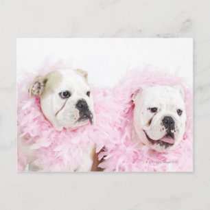 Carte Postale Homme blanc et femme
