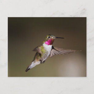 Carte Postale Homme Broad - colibri à queue