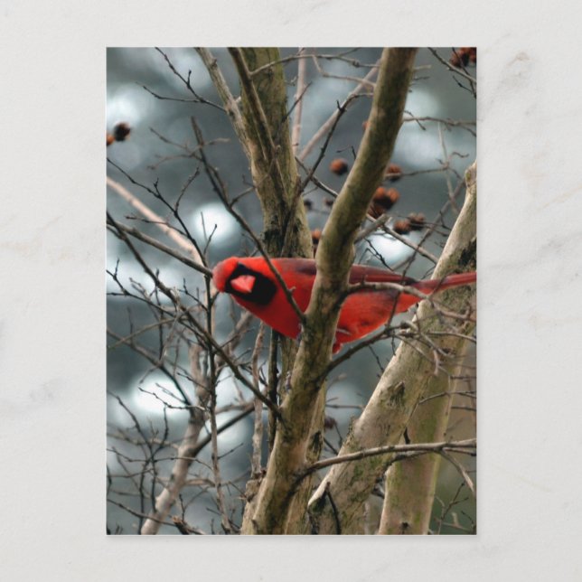 Carte Postale Homme Cardinal Jouer Drôle (Devant)