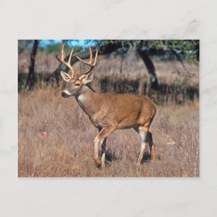 Carte Postale Homme Deer Buck Avec Antlers