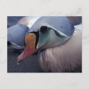 carte postale homme eider king