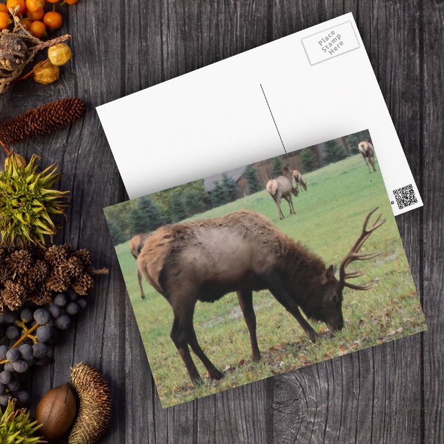 Carte Postale Homme Elk Photo Champ Antlers Automne (Real photo of male elk with antlers in grassy field on postcard.)
