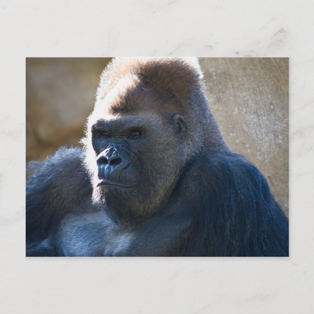 Carte Postale Homme Gorilla (Devant)