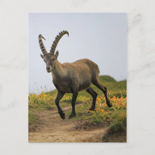 Carte Postale Homme sauvage alpin, capra ibex ou steinbock