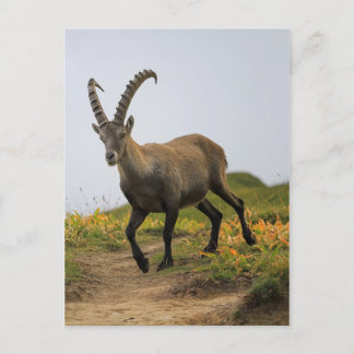 Carte Postale Homme sauvage alpin, capra ibex ou steinbock