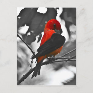 Carte Postale Homme Scarlet Tanager