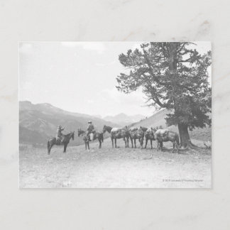Carte Postale Hommes avec des chevaux-paquets qui regardent au-d