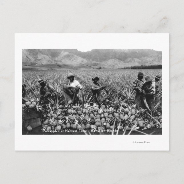 Carte Postale Hommes noirs cueillant l'ananas à la récolte - (Devant)