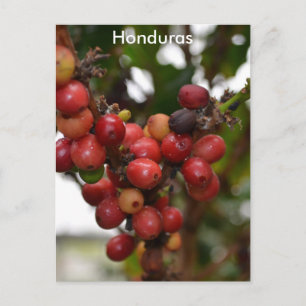 Carte Postale Honduras Coffee Beans