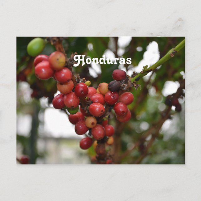 Carte Postale Honduras Coffee Beans (Devant)