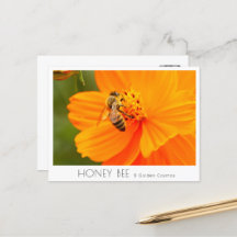 Honey Bee & Golden Cosmos