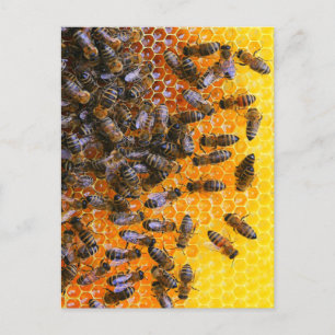 CARTE POSTALE HONEY BEES