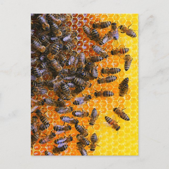 CARTE POSTALE HONEY BEES (Devant)