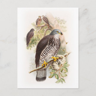 Carte Postale Honey-Buzzard John Gould Oiseaux de Grande-Bretagn