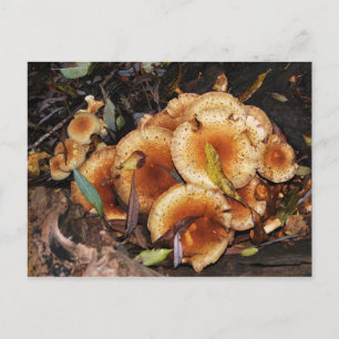 Carte Postale Honey Fungus Armillaria Mellea
