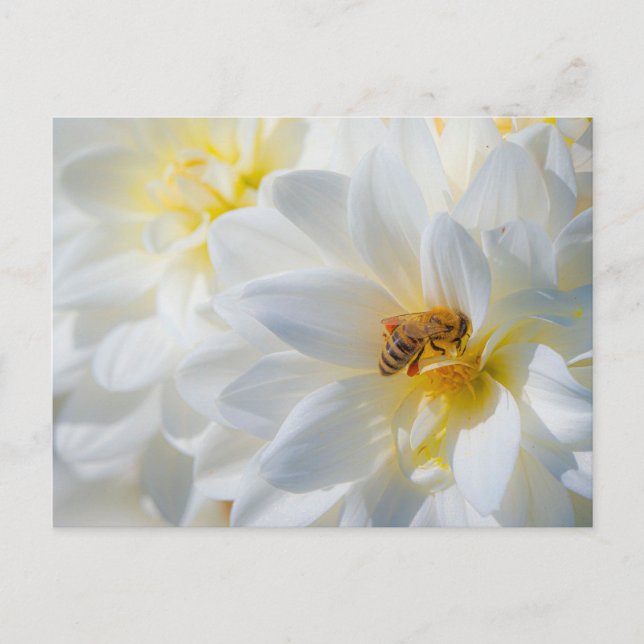 Carte Postale Honeybee on a Dahlia Postcard (Devant)